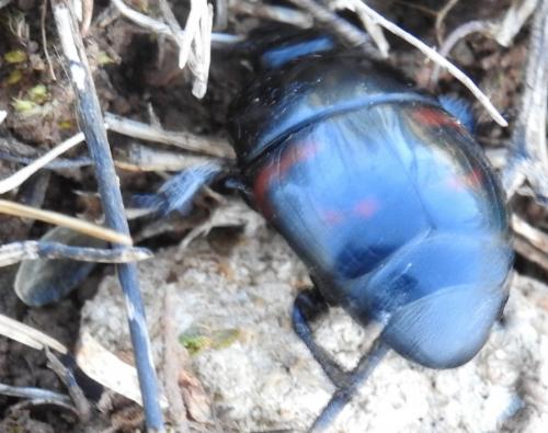 Hister quadrimaculatus